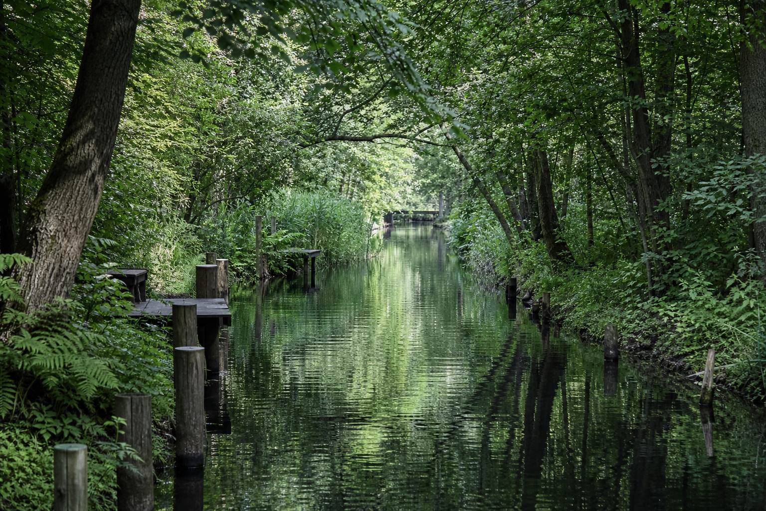 Stiller Spreewaldkanal unter Erlenkronen